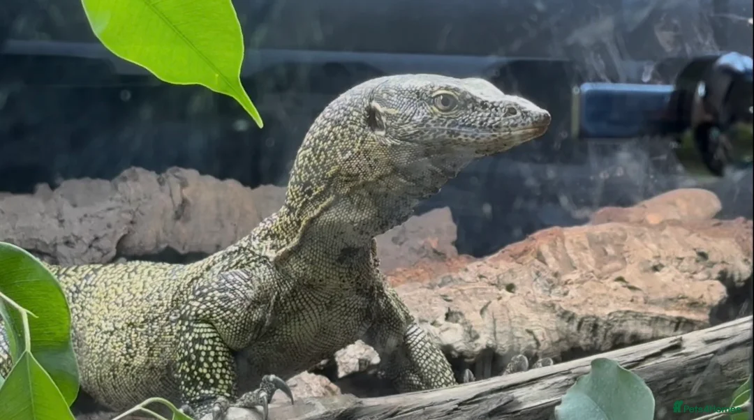 Monitor reptiles for sale: Mangrove monitor in Tamworth - Advert 1