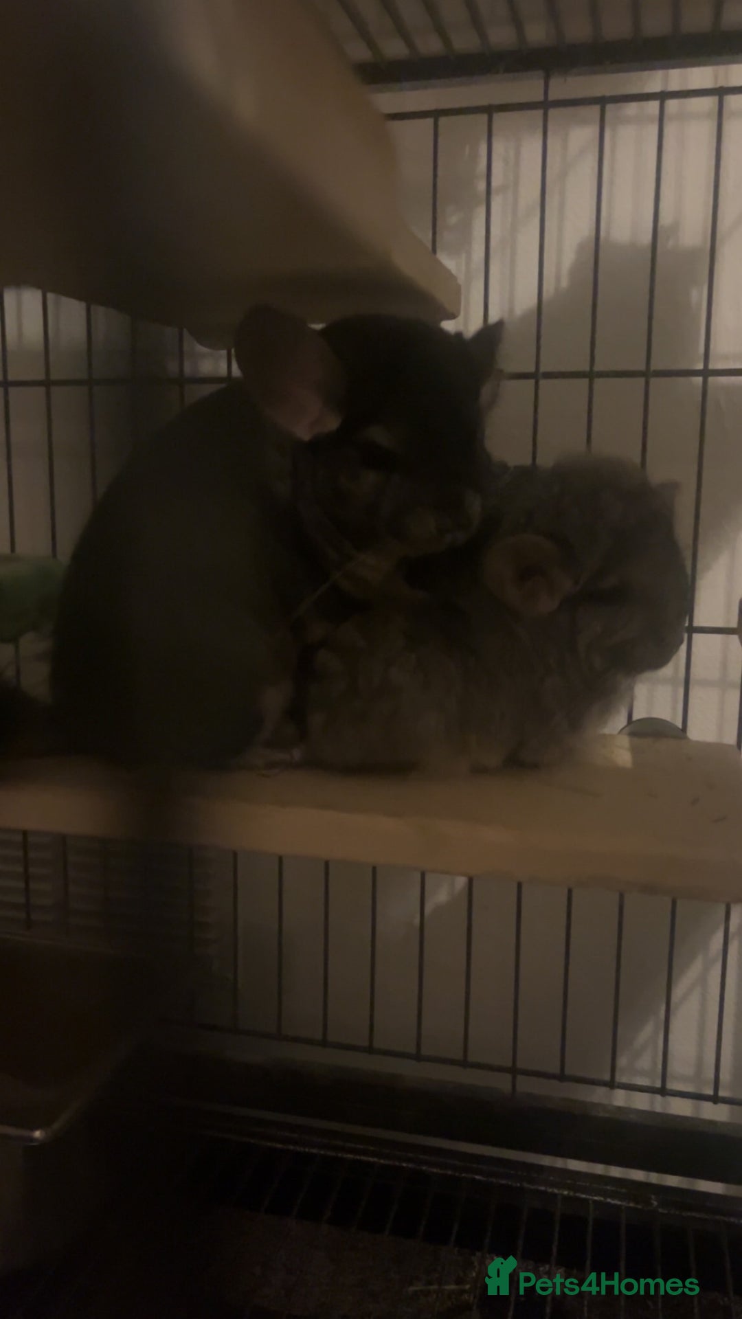 Chinchilla rodents for sale: Male Chinchilla pair with ferret nation cage - Advert 6