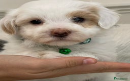 Coton De Tulear dogs for sale: Adorable Havaton puppies  - Image 14