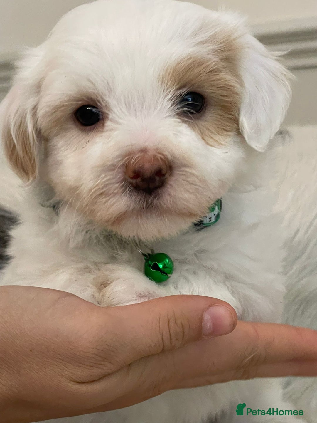 Coton De Tulear dogs for sale: Adorable Havaton puppies  - Image 14