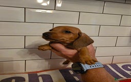 Miniature Dachshund dogs for sale: Full of champions!!! pra clear mini dachshunds in South Shields - Image 14