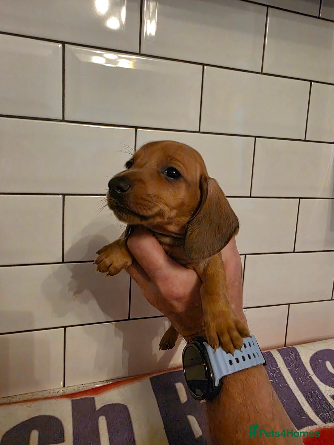 Miniature Dachshund dogs for sale: Full of champions!!! pra clear mini dachshunds in South Shields - Image 14