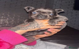 French Bulldog dogs for sale: French bulldog puppies - Advert 2