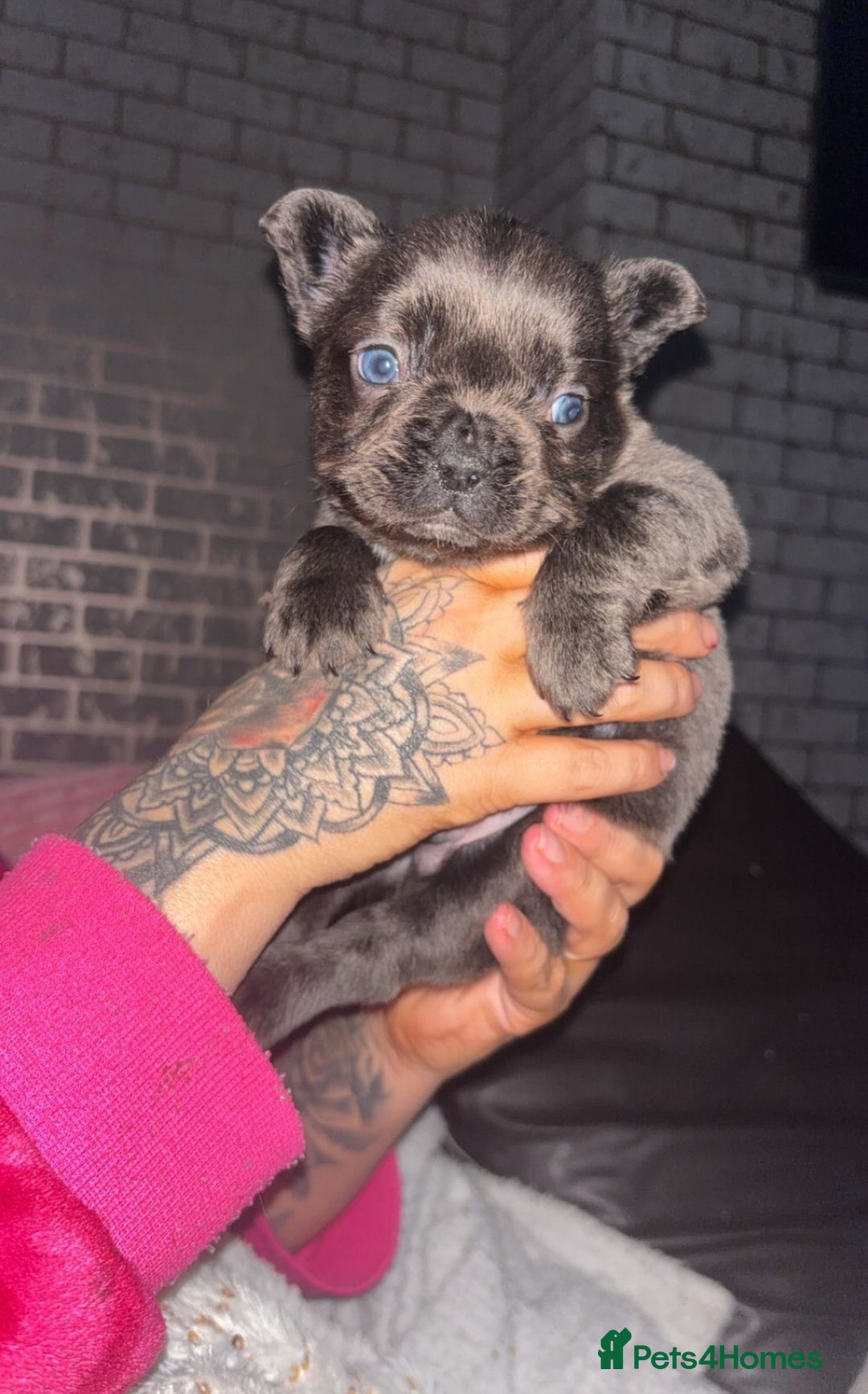 French Bulldog dogs for sale: French bulldog puppies - Advert 2