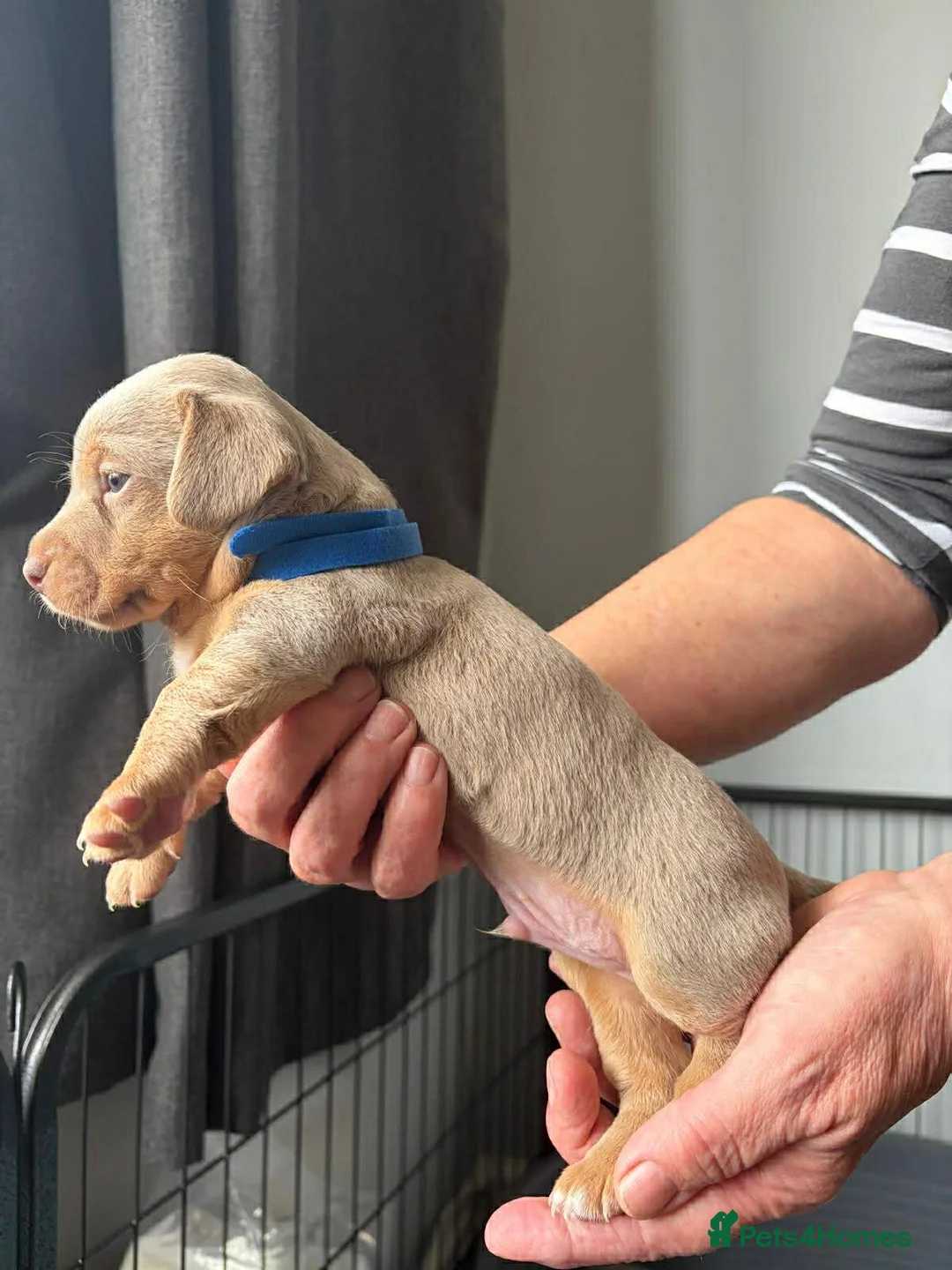 Jack Russell dogs for sale: Stunning jack Russell pups in Mansfield - Advert 1