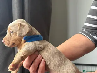 Jack Russell dogs Stunning jack Russell pups - Advert 1