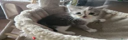 Ragdoll cats for sale: Ragdoll X in Ringwood - Advert 12