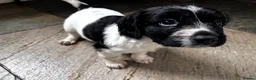Sproodle dogs for sale: Sproodle puppies 🐶  - Advert 9