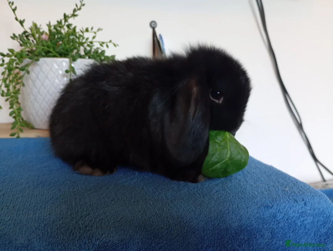 Mini Lop rabbits for sale: Beautiful Female mini lops  - Advert 2