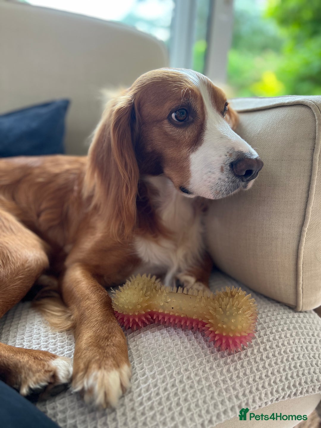 Cockapoo dogs for sale: Apricot F1B Cockapoo puppies - Advert 4