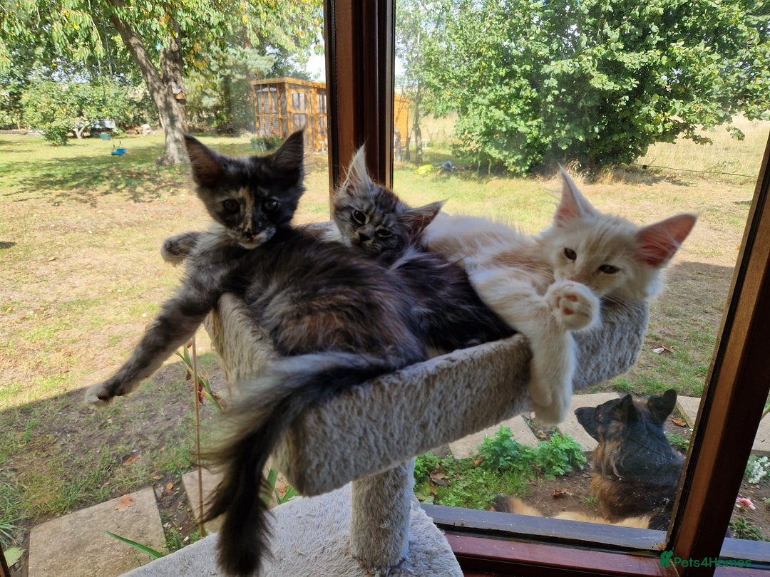 Maine Coon cats for sale: Stunning Maine Coon kittens - Image 20