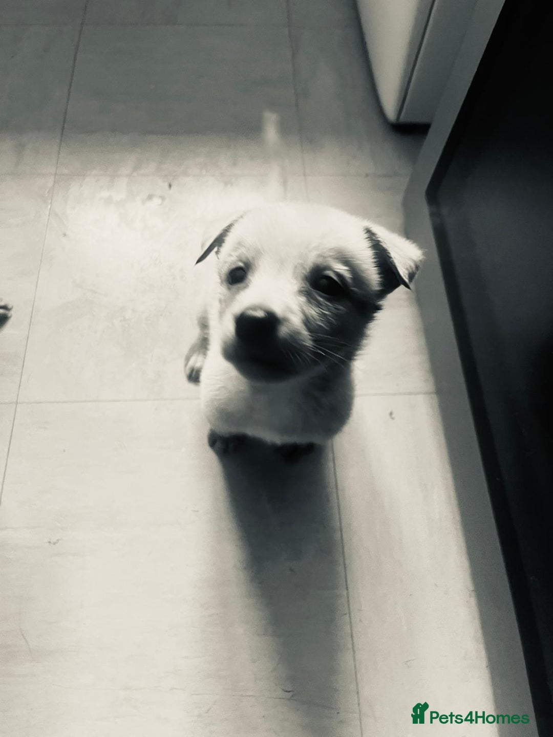 Mixed Breed dogs for sale: 8 beautiful pups  - Image 7