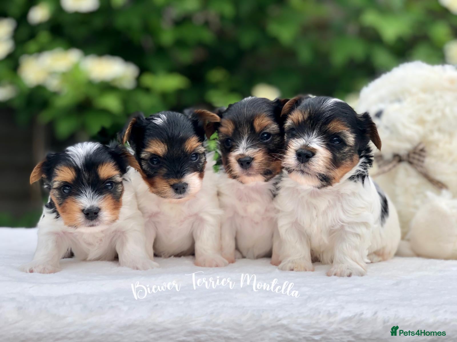 Biewer Terrier dogs for sale: One boy left Biewer Terriers! - Advert 18