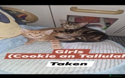 American Shorthair cats for sale: Rare Ginger Female Kittens for sale - Image 7