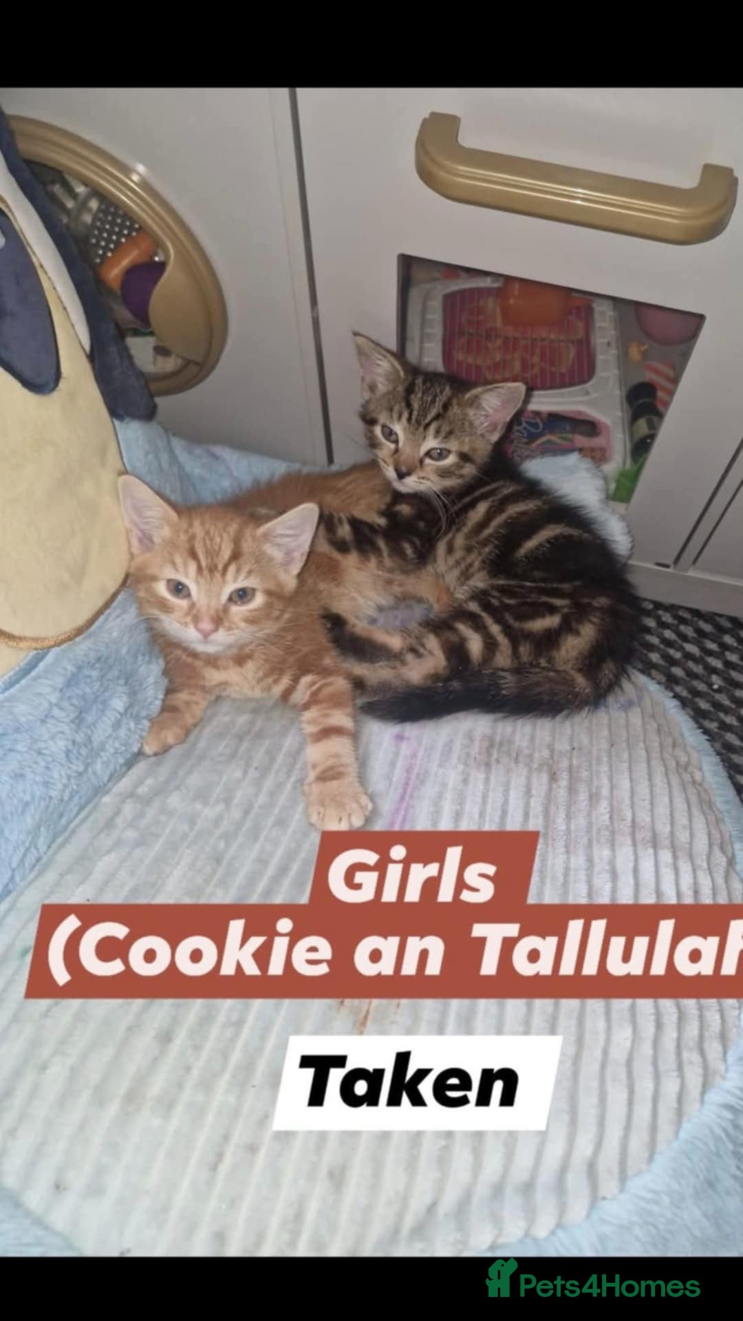 American Shorthair cats for sale: Rare Ginger Female Kittens for sale - Image 7