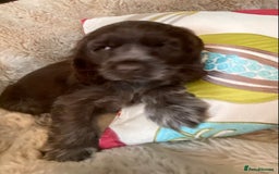 Cocker Spaniel dogs for sale: Adorable show cocker puppies - Image 27