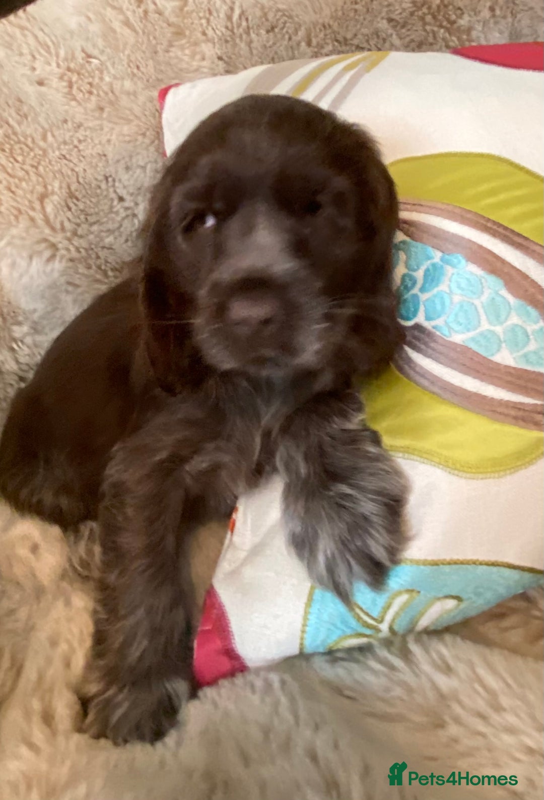 Cocker Spaniel dogs for sale: Adorable show cocker puppies - Image 27