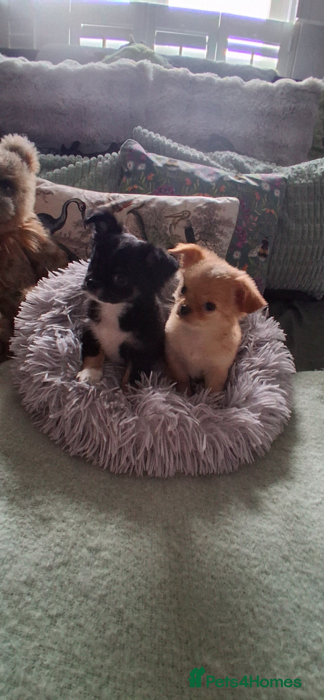 Chihuahua dogs for sale: Stunning Babies looking for forever 5* homes - Image 11