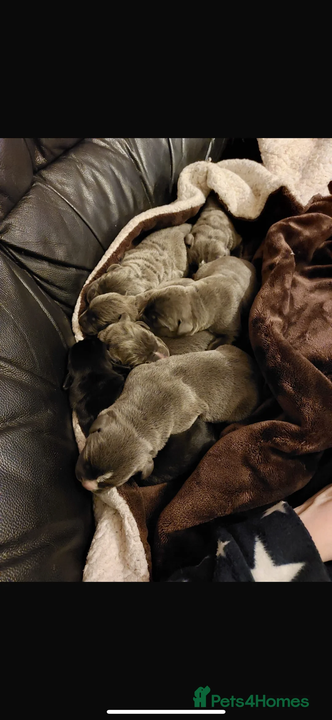 Cane Corso dogs for stud: Proven cane corso for stud  in Warrington - Advert 12