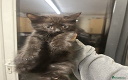 British Shorthair cats for sale: 5x British shorthair kittens for sale - Image 10