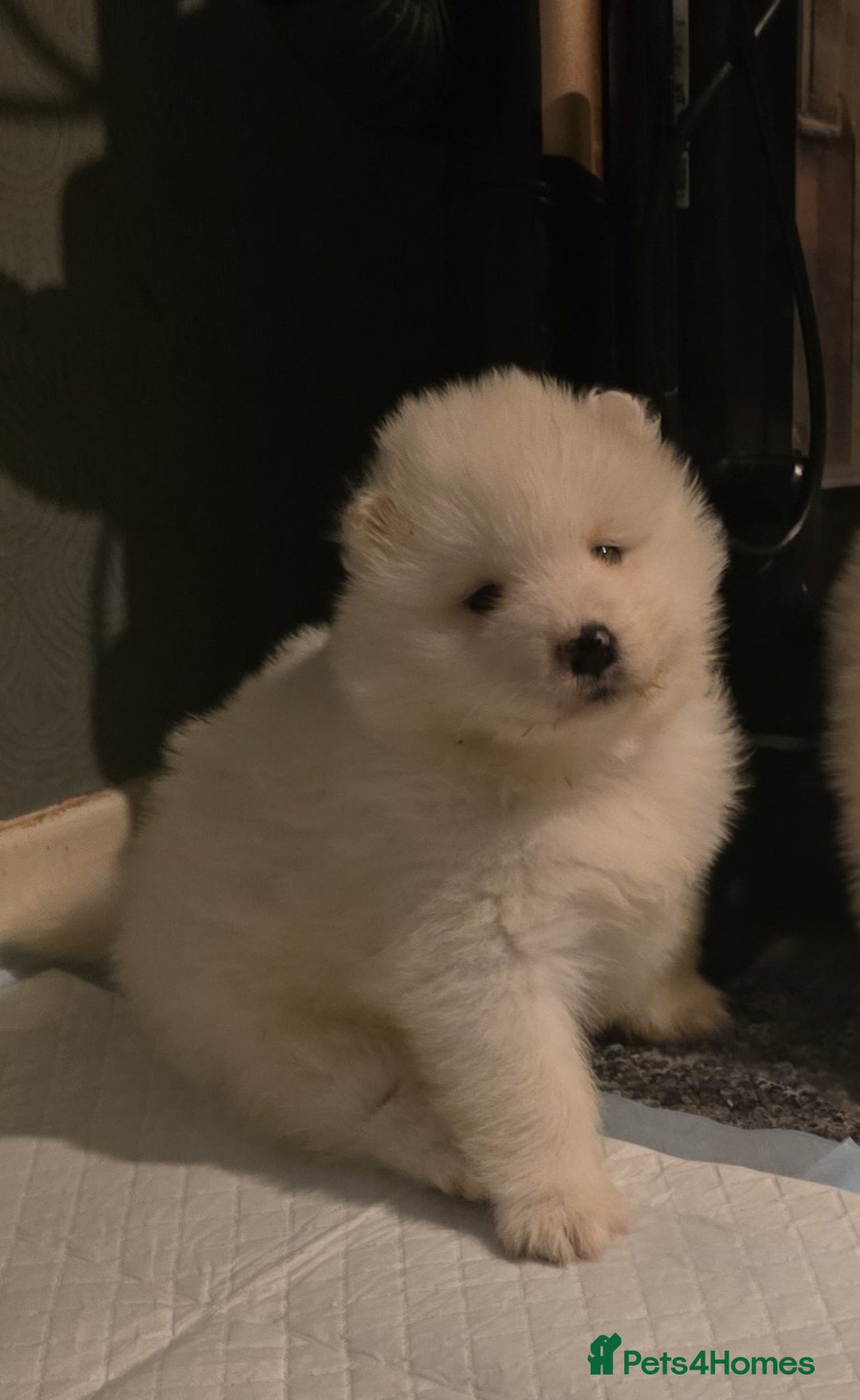 Samoyed dogs for sale: Registered samoyed puppies  - Advert 22