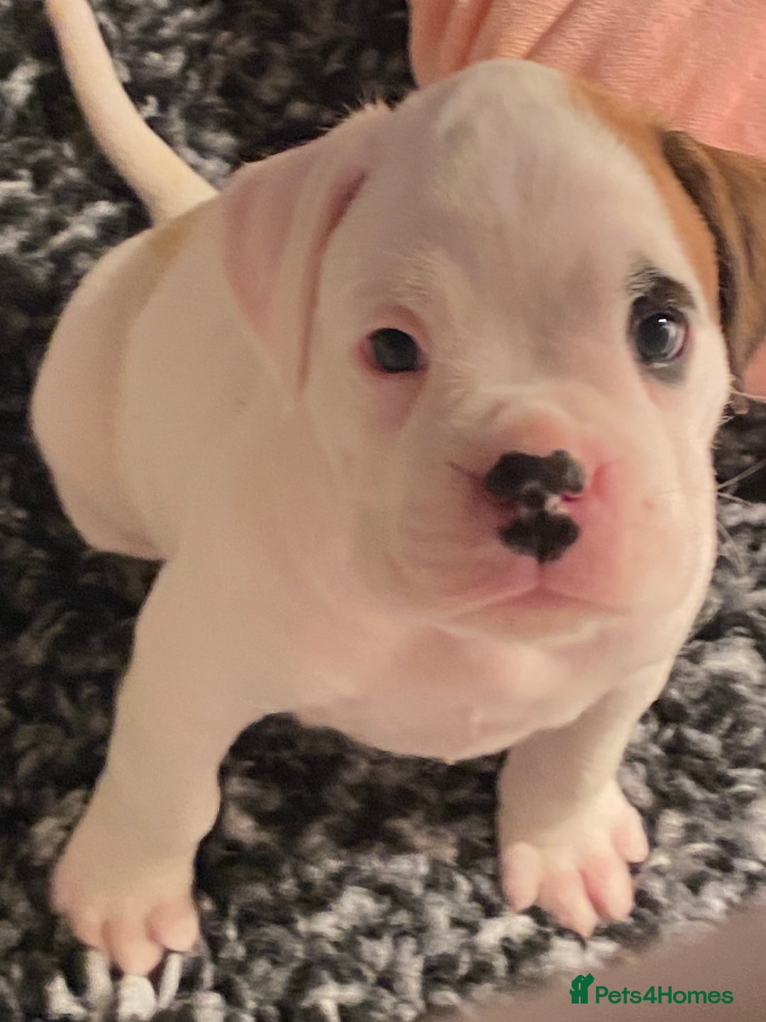 Boxer dogs for sale: Gorgeous Boxer Puppies  - Image 5