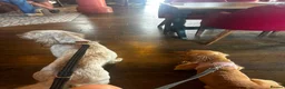 Mixed Breed dogs for sale: Evie  in Caterham - Advert 7