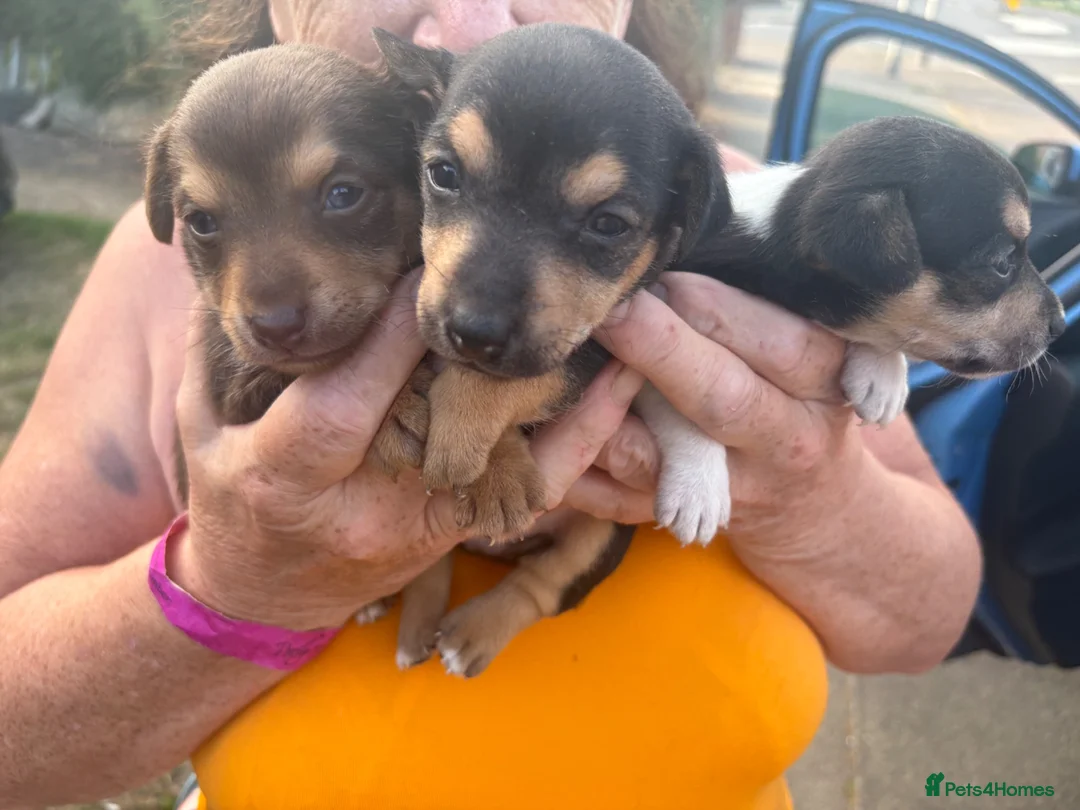 Jack Russell dogs for sale: Stunning Jack Russell puppies for sale  in Sevenoaks - Advert 1