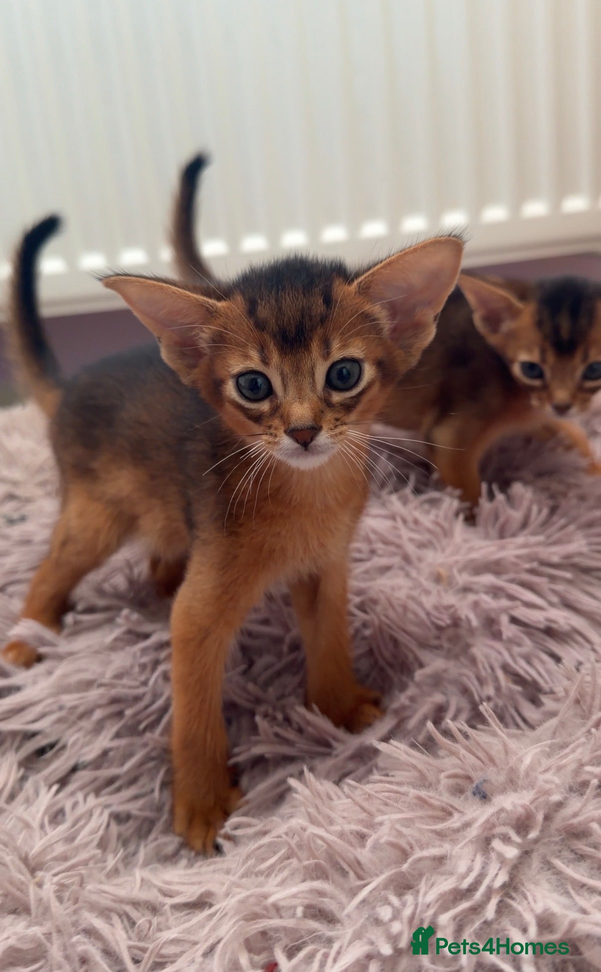 Abyssinian cats Beautiful GCCF Registered Abyssinian Kittens 💙❤️ - Advert 1