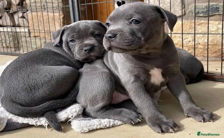 Staffordshire Bull Terrier dogs - Advert 10