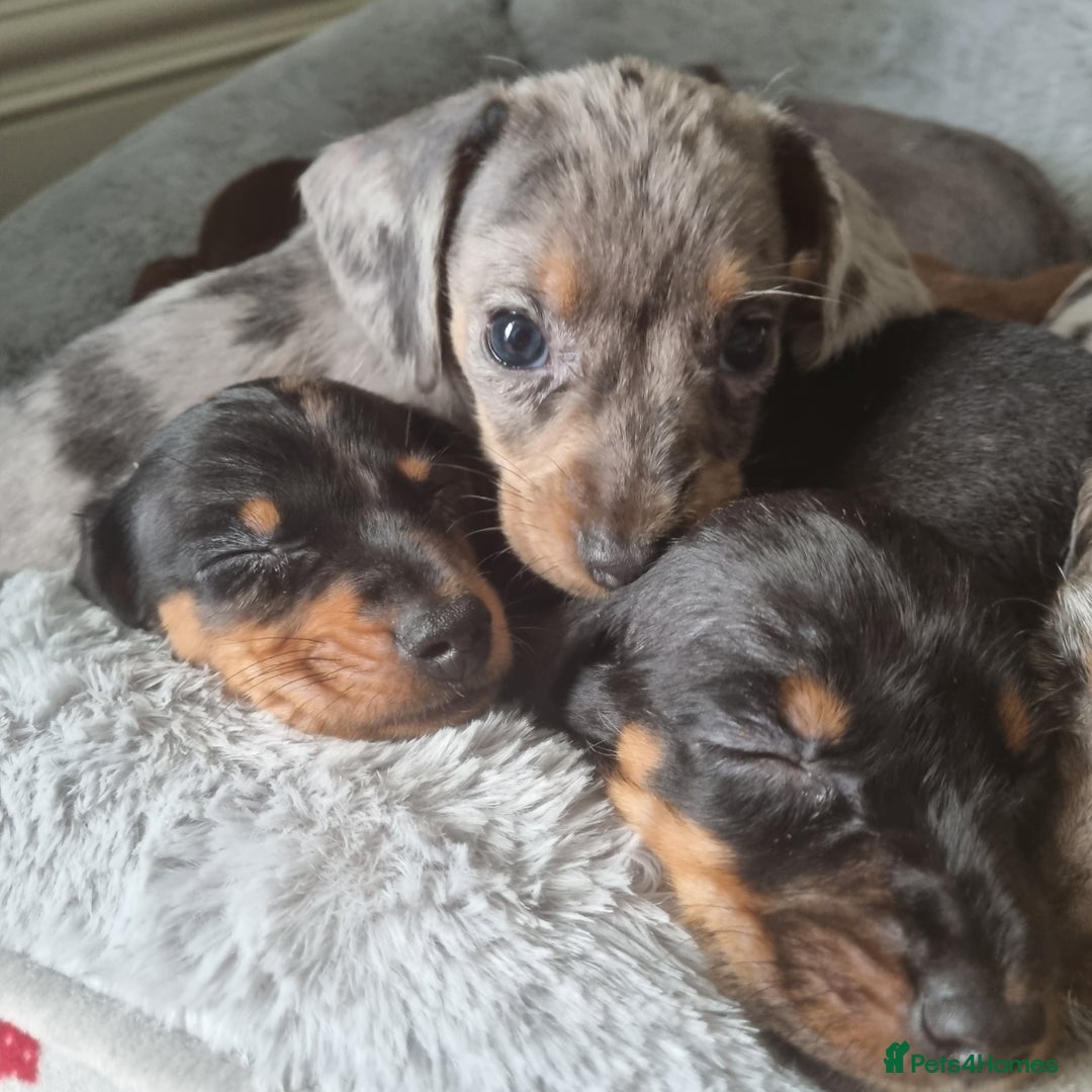 Dachshund dogs for sale: Beautiful minature daschunds  - Image 5