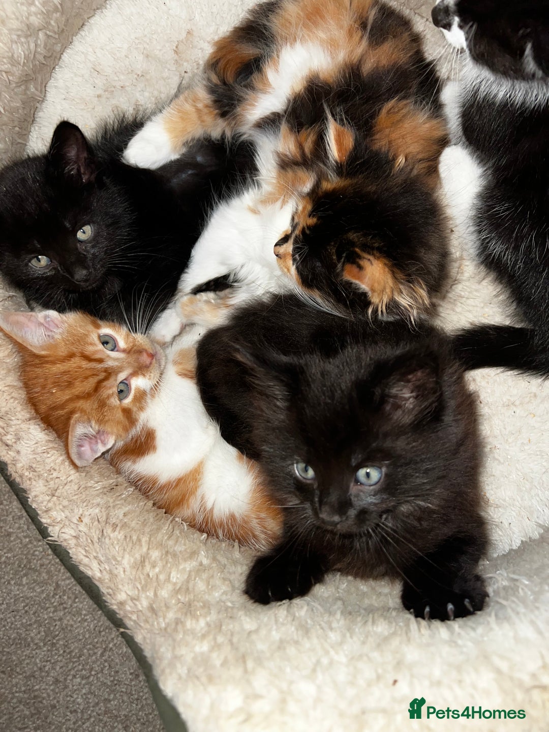Mixed Breed cats for sale: Fluffy Mixed Breed Kittens For Sale  - Image 3
