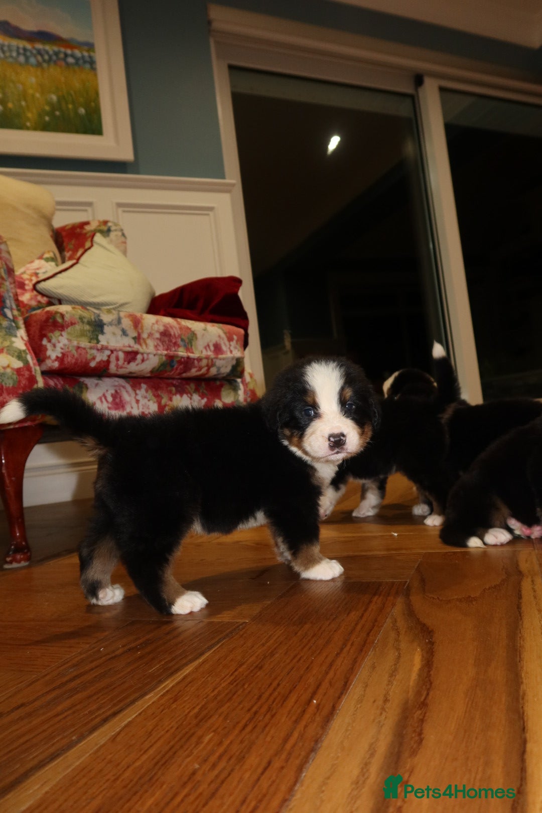 Bernese Mountain Dog dogs for sale: Bernese Mountain Dog Pups  - Image 11