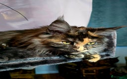 Maine Coon cats for sale: Two beautiful blue smoked mainecoon girls 4 sale  - Image 24