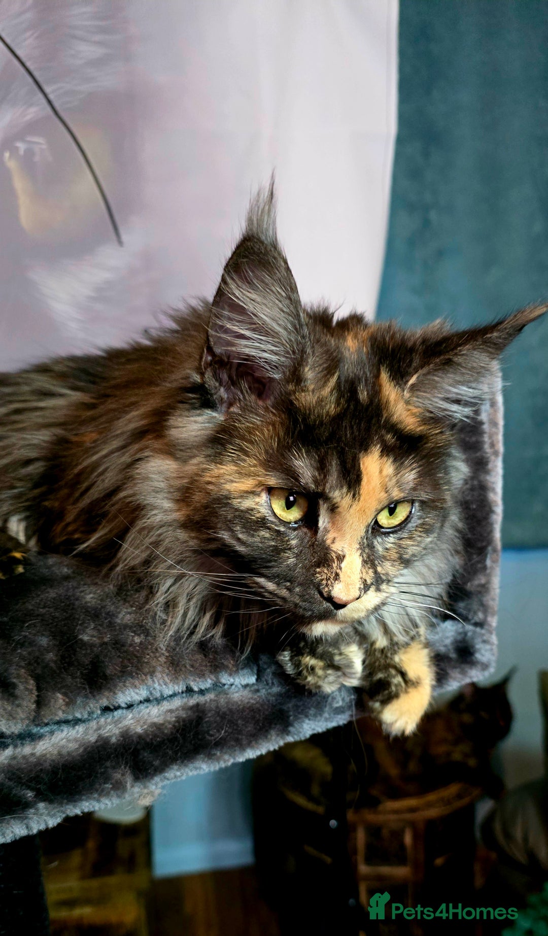 Maine Coon cats for sale: Two beautiful blue smoked mainecoon girls 4 sale  - Image 24