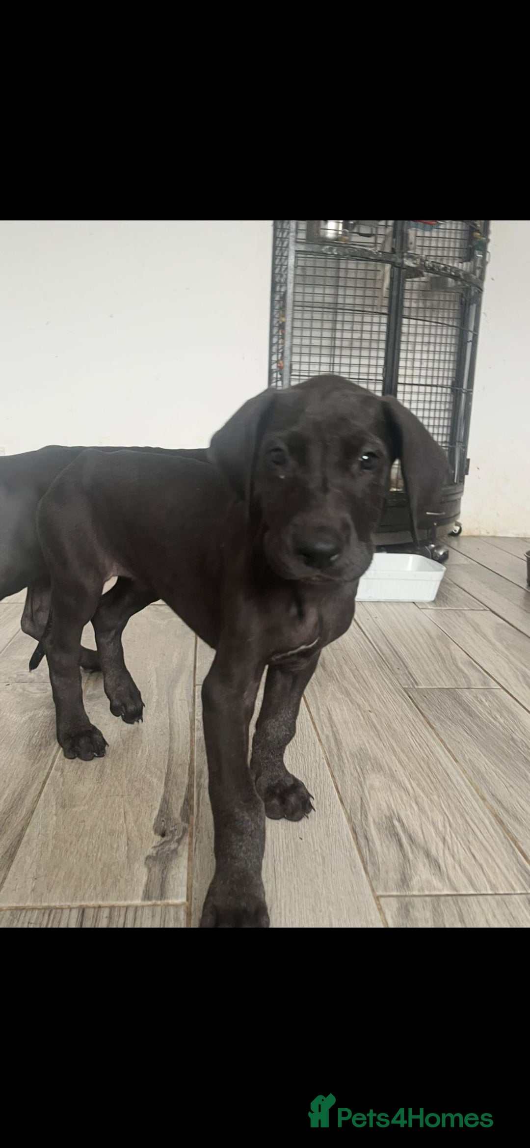 Great Dane dogs for sale: 7 left -12 beautiful Great Dane puppies black/blue - Image 11