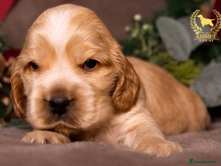 Cocker Spaniel dogs True To Type Show Cocker Spaniels - Advert 16