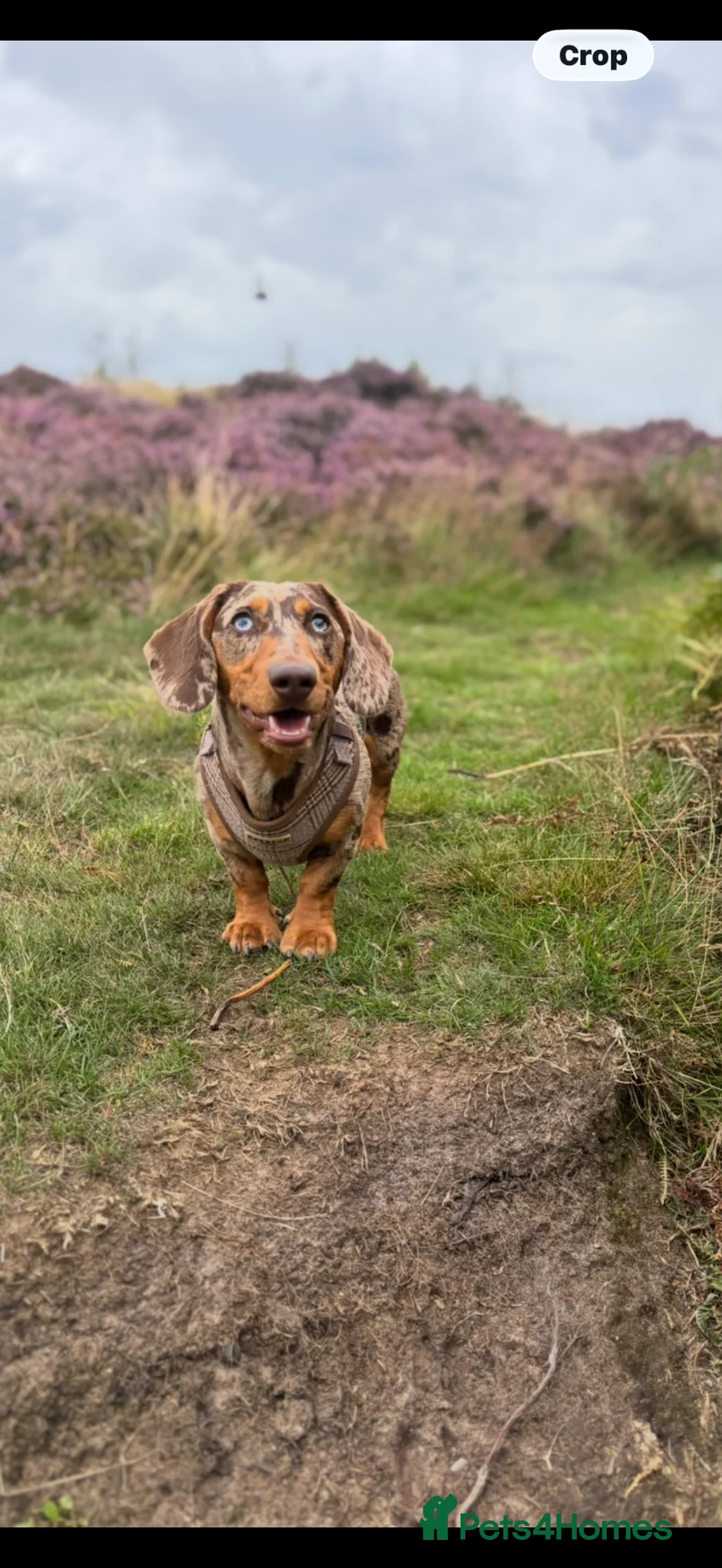 Dachshund dogs for stud: Vinnie in Middlesbrough - Advert 3