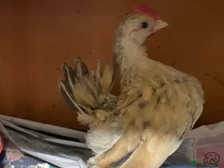 Chickens poultry Mini Serama Chicks - Advert 11