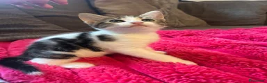 White and tabby girl
