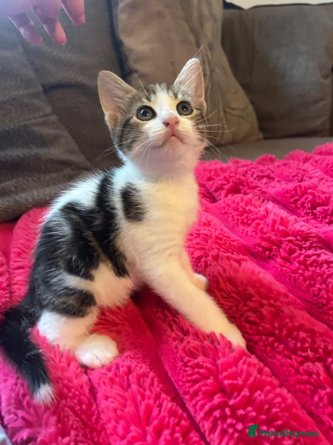 Mixed Breed cats for sale: 2 beautiful girl kittens - Advert 8