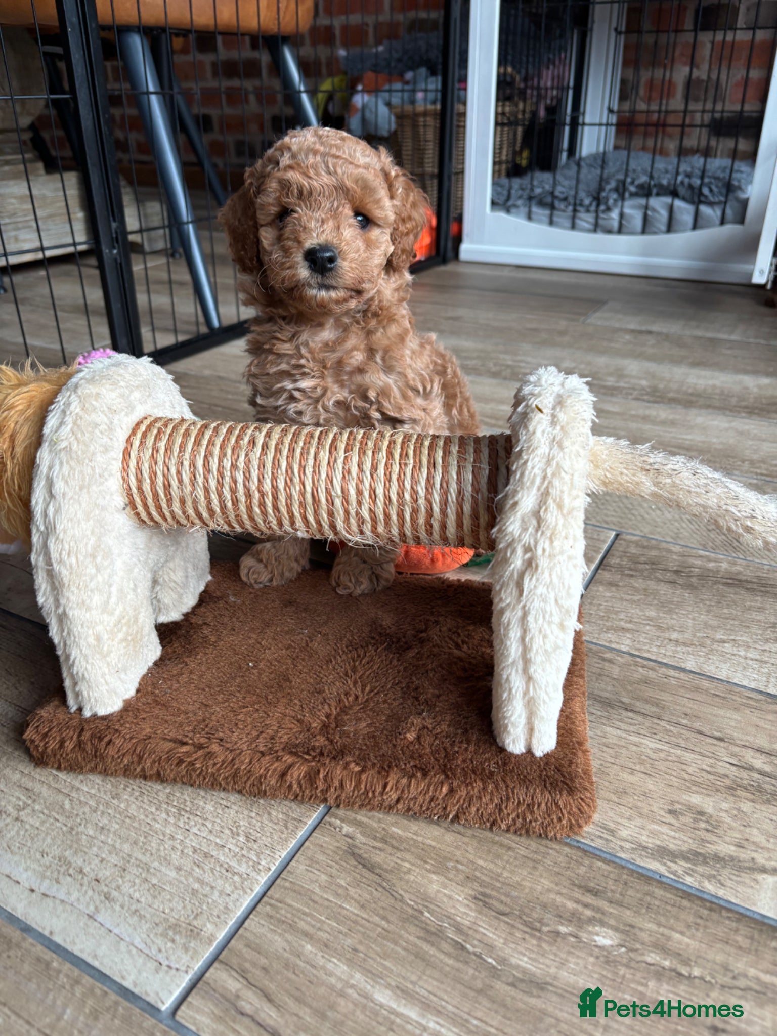 Cockapoo dogs Male cockapoo boy looking for his forever home - Advert 11