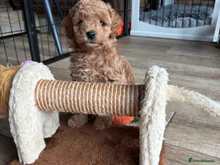 Cockapoo dogs Male cockapoo boy looking for his forever home - Advert 11