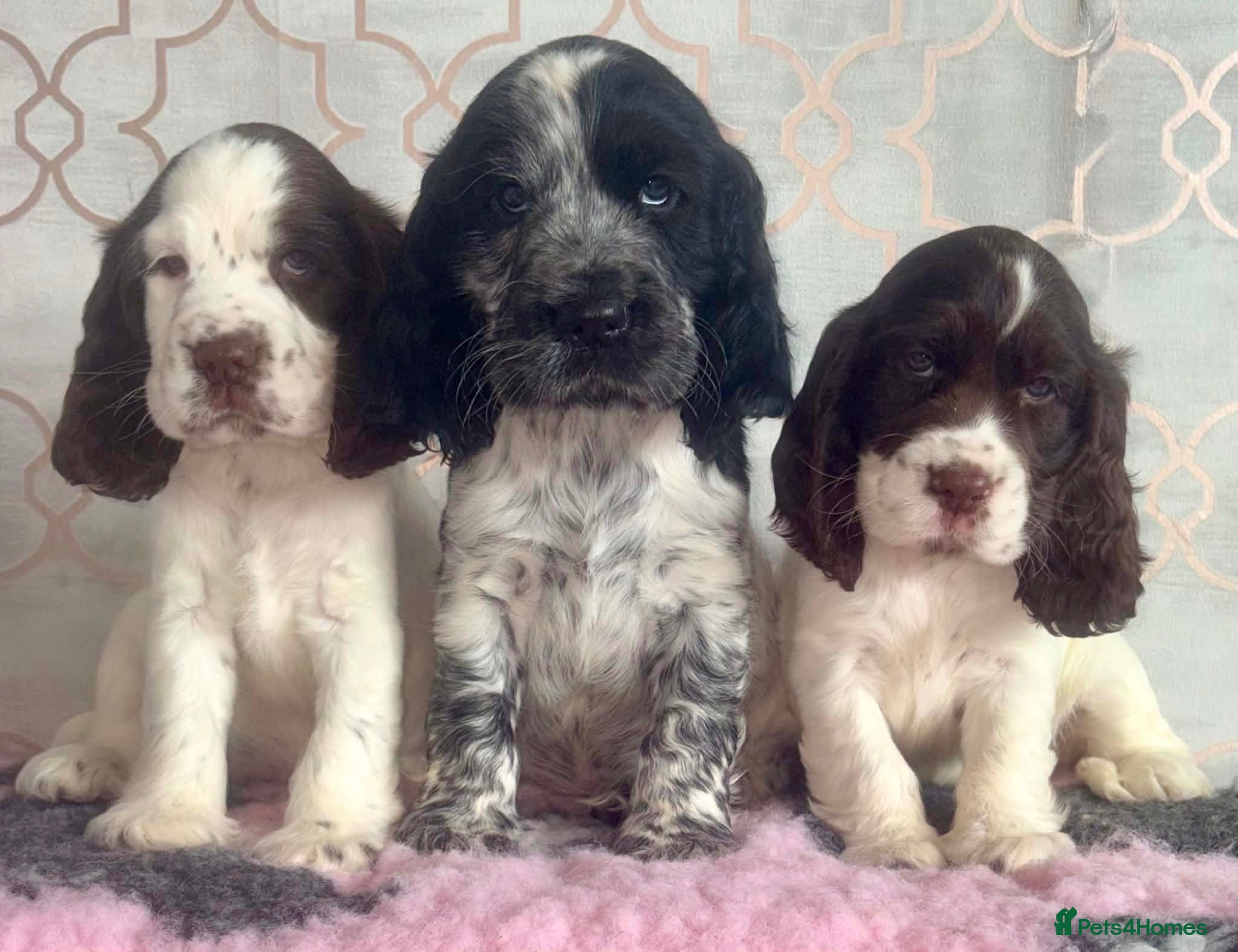 Cocker Spaniel dogs Stunning Litter of 8 show cocker spaniels  - Advert 17