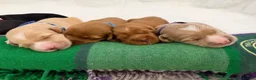 Australian Labradoodle dogs for sale: Multigenerational Australian Labradoodle puppies - Advert 26