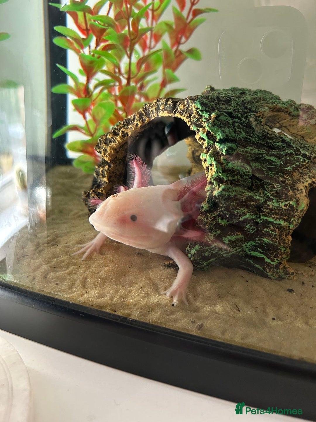 Axolotl reptiles for sale: Axolotl and Full setup - Image 2