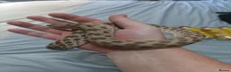 Snake reptiles for sale: 3 hognose snakes - Advert 3