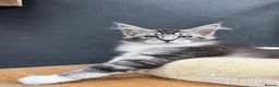 Maine Coon cats for sale: Maine coon kittens - Advert 1