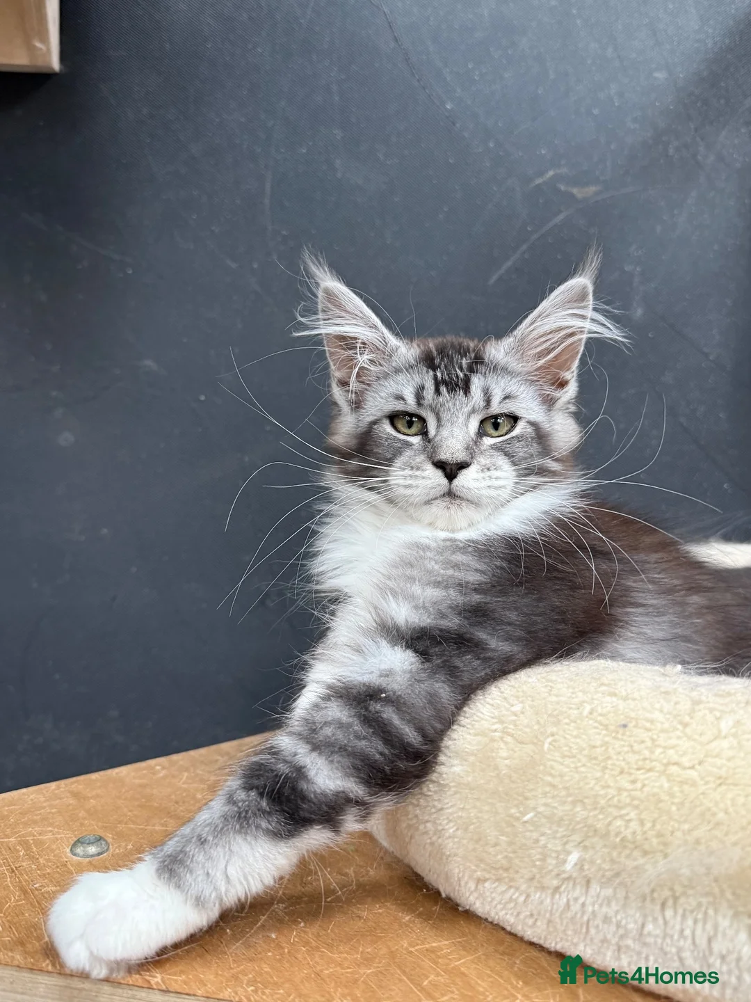 Maine Coon cats for sale: Maine coon kittens - Advert 1