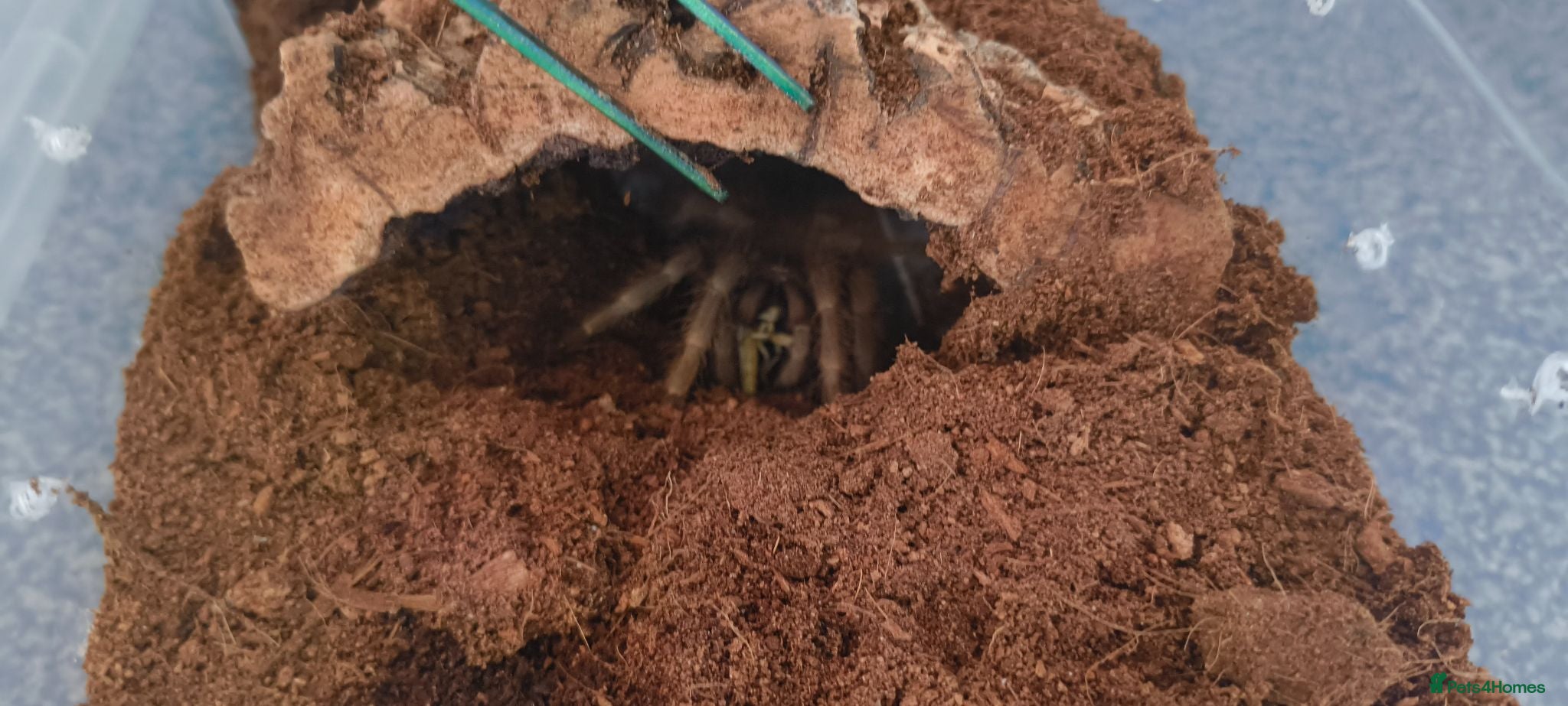 Tarantulas invertebrates Brazilian giant blonde  - Advert 6